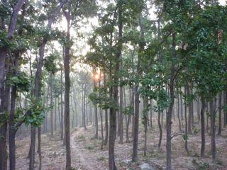 Retreat forest view
